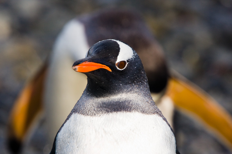 Gentoo Penguin